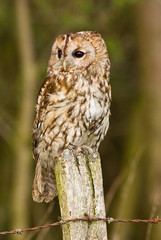 Tawny Owl on fence post.