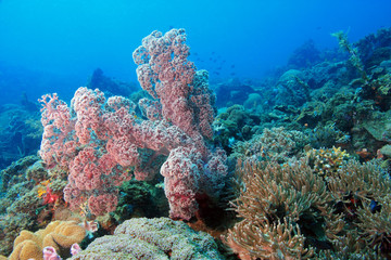 Naklejka na ściany i meble Pink Soft corals