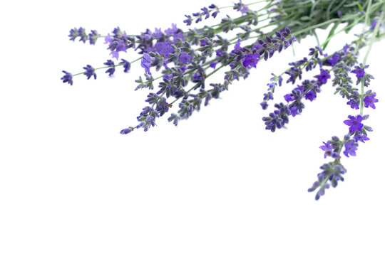.Branch of a lavender isolated on a white background