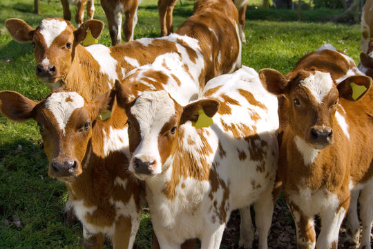 Young cows in farm