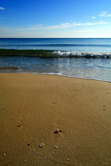 Shell and sea on background