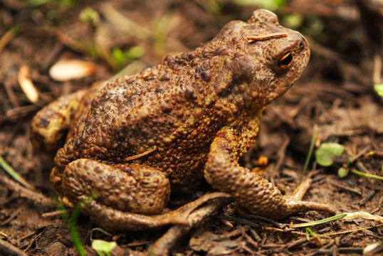 Forest toad