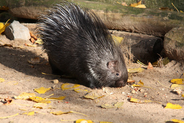Junges Stachelschwein