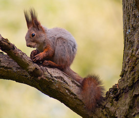 close-up ginger squirrel eating on tree