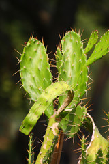 Close up of the cactus