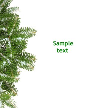 Christmas background with pine branch