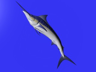 3D illustration of a marlin isolated over blue