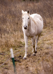 A horse walks by the fence.