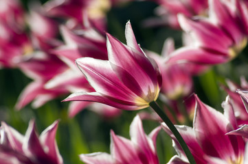close up of raspberry pink and white tulip