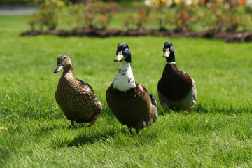 Duck Race