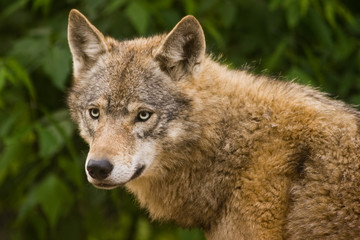 Naklejka premium Grey wolf alert and looking around