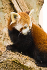 Obraz premium Red Pandas live in the Himalayas and southwest of China