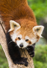 Red Pandas live in the himalayas and southwest of China