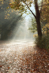 a picture of sunlight falling on trail during fall