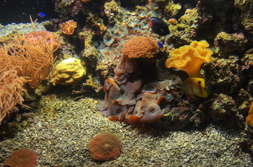 Coral reef in acquarium of Genova
