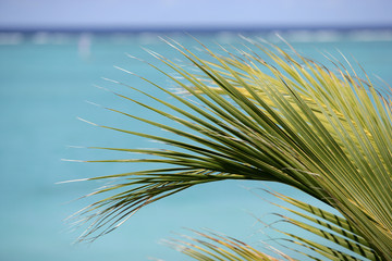 Palm frawn and turquoise water