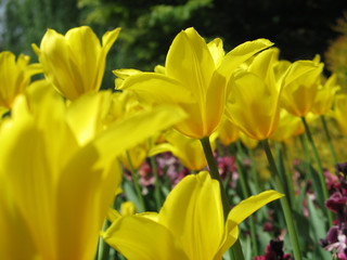 Obraz premium yellow tulips