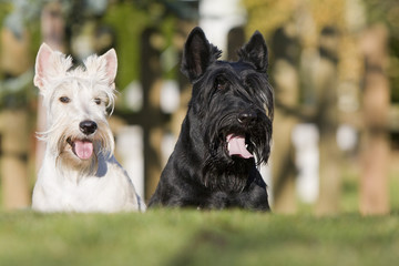 deux scottish teriers diférents ensemble