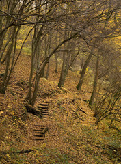 sentier et escaliers dans la forêt en automne