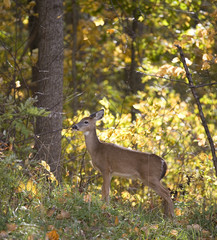 whitetail doe standing in a forest in fall