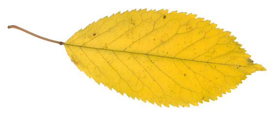 Isolated autumn leaf in detail
