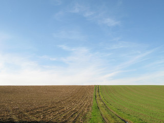 Green and Brown Field 3