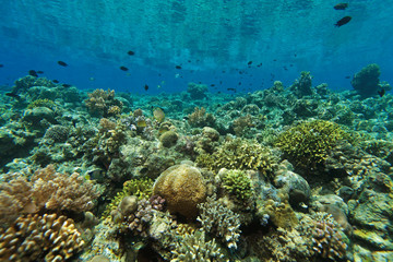 Fototapeta na wymiar indo pacific coral reef