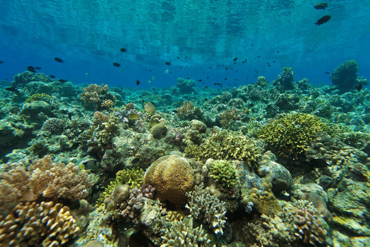 Fototapeta indo pacific coral reef