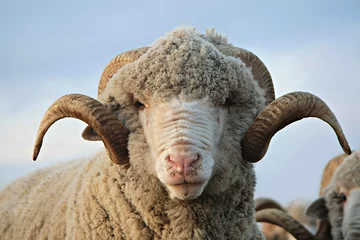 Tableaux ronds sur plexiglas Anti-reflet Moutons Cloe-up mouton. Moutons regardant la caméra
