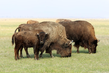 Group of wild buffalos. Askania-Nova. Ukraine