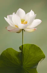 Foto auf Acrylglas Lotus Blume Weiße Lotusblumenblüte offen und geschlossen
