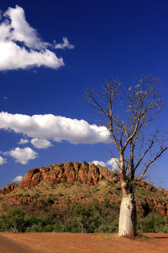 Flaschenbaum (boab) in den Kimberleys in Westaustralien