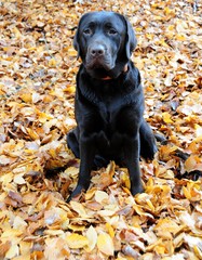 Chocolate labrador