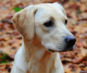 yellow labrador retriever