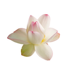 weisse lotusbluete vor weiss