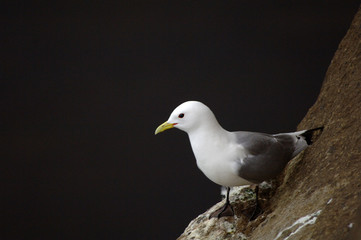 Möwe