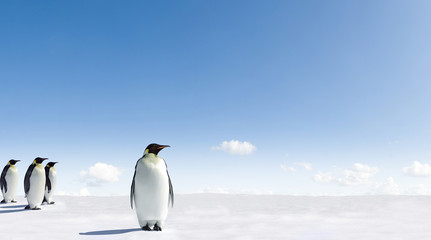 Fototapeta premium Kaiser Pinguine