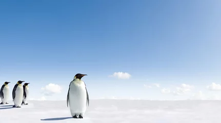 Fototapeten Kaiser Pinguine © Jan Will