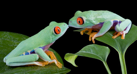 Kissing tree frogs