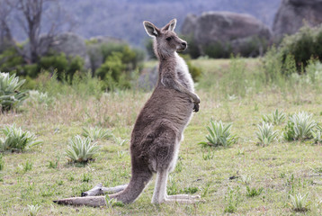 Kangourou gris d& 39 Australie, réserve naturelle de Tidbinbilla