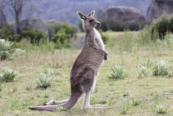 Zelfklevend Fotobehang Kangoeroe Australische grijze kangoeroe, natuurreservaat Tidbinbilla