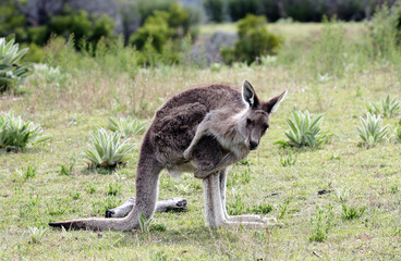 Australian Grey Kangaroo, Tidbinbilla Nature Reserve