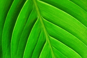 texture or structure of a green leaf