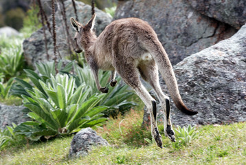 Australian Grey Kangaroo, Tidbinbilla Nature Reserve