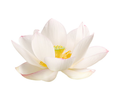 lotus bluete weiss