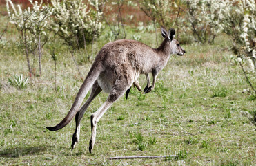 Australian Grey Kangaroo,Tidbinbilla Nature Reserve