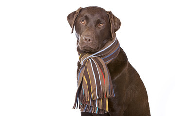 Cute Dog in Winter Scarf