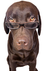 Clever Looking Dog Looking over Glasses