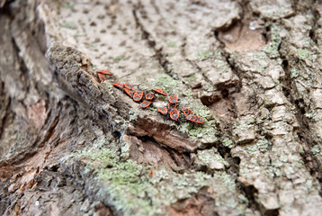 Red beetles sit on a bark of a tree.