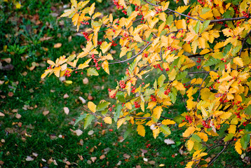 Berries of a rowan among it yellow-green foliage